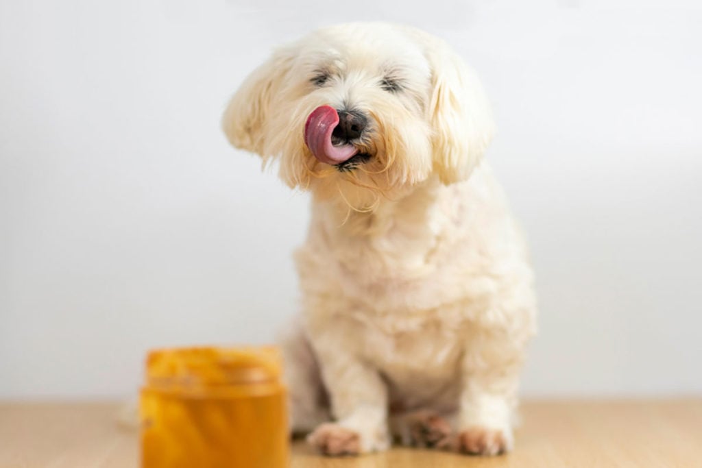 Dog eats peanut butter