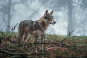 Exploring the history of dogs