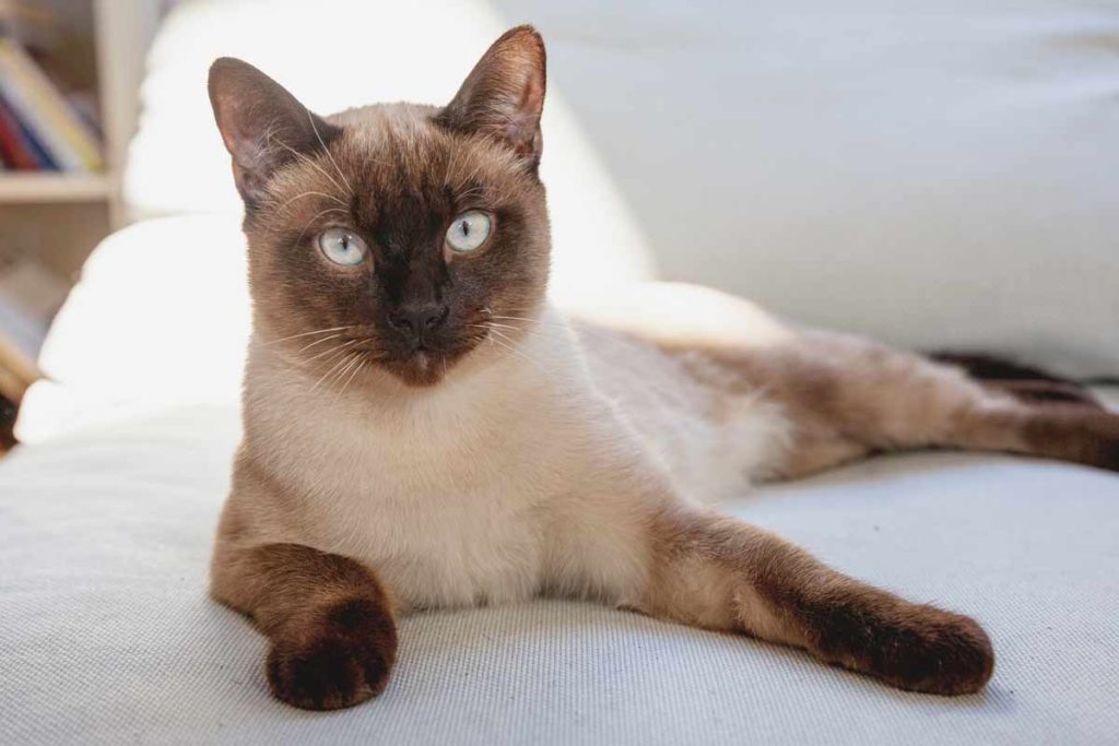 Hypoallergenic Siamese cat