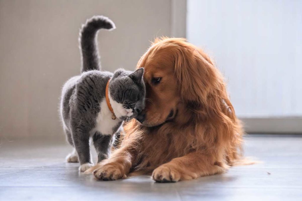 Dog and cat snuggle
