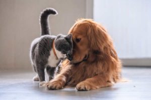 How to introduce your dog to your cat