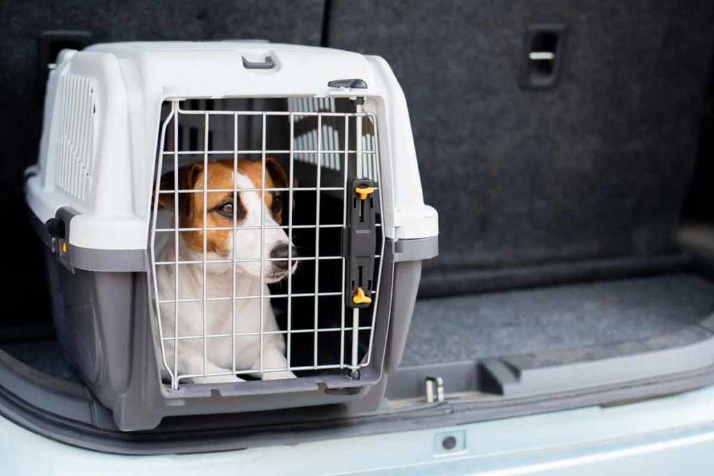 Dog in crate prepares for natural disaster