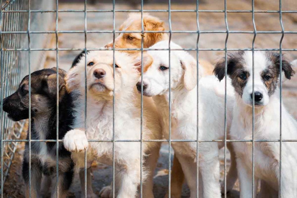 Puppy mill with puppies behind gate