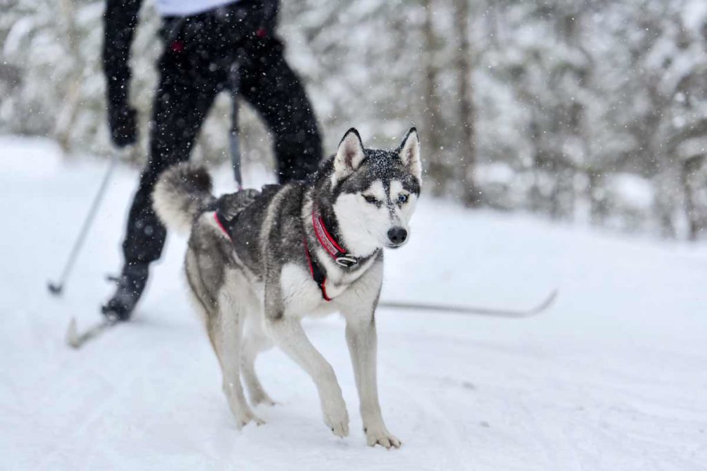 Siberian husky dog runs alongside Nordic cross country skier