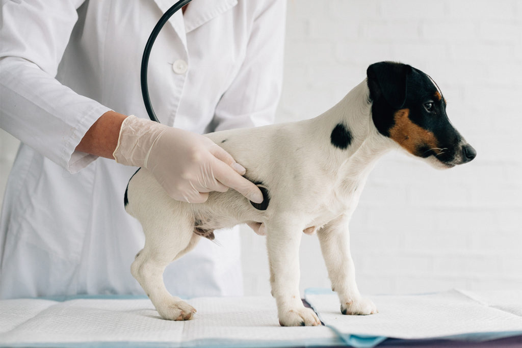 dog getting a checkup