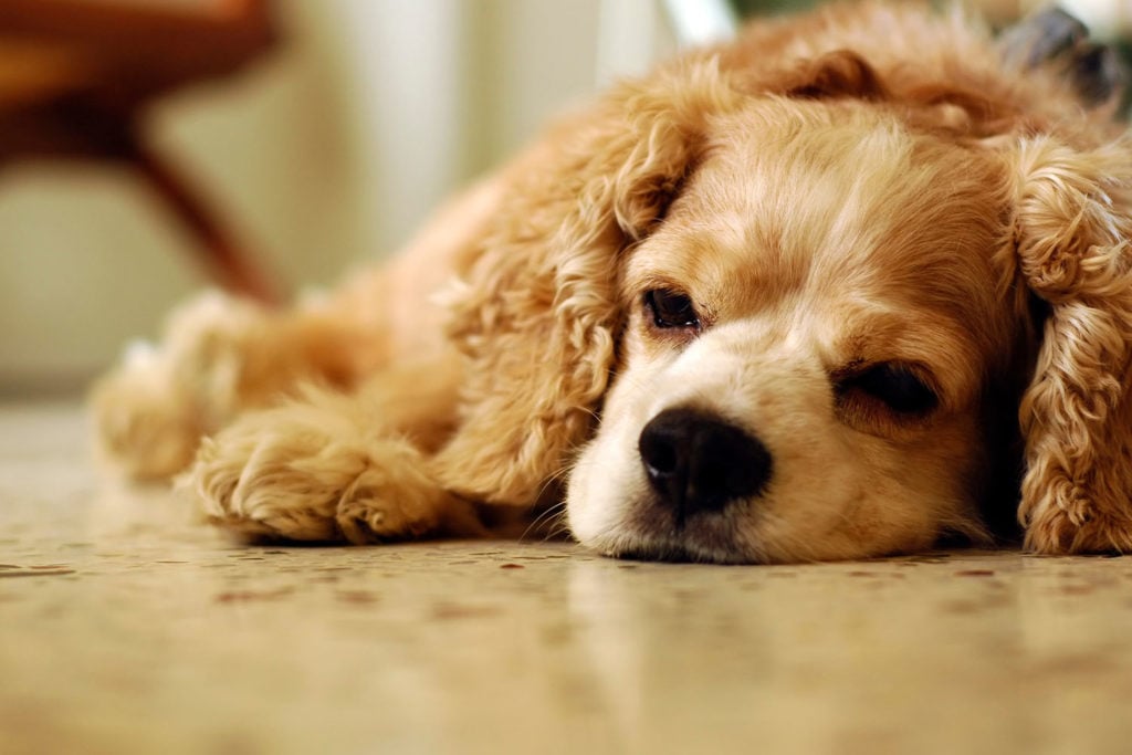 Addison's Disease In Dogs: Overview for Dog Owners