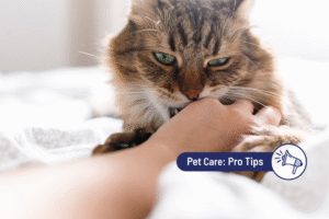 Why Is My Cat Suddenly Being Aggressive? Causes & How to Help