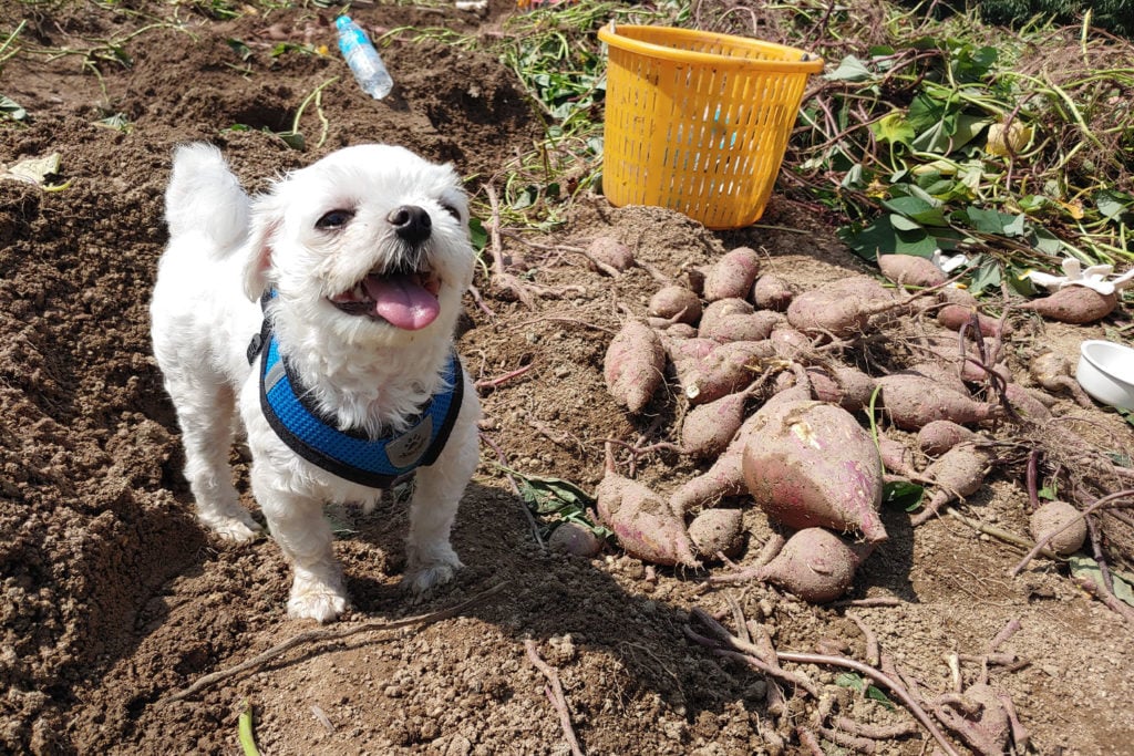 dog with mouth open next to dirty potatoes