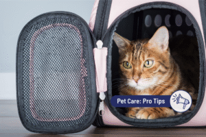  Car Travel with Cats