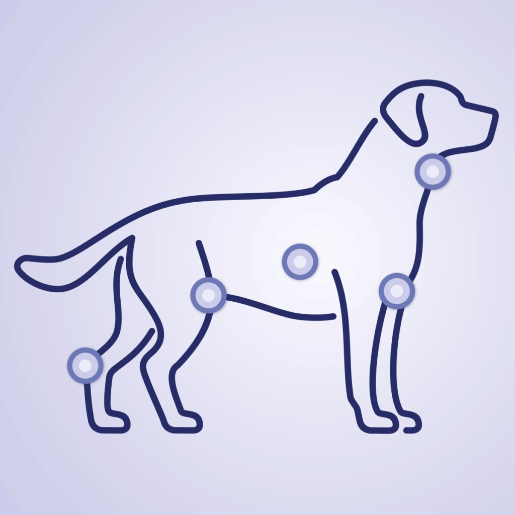Dog lymph nodes infographic