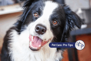Can Dogs Get Eyelid Styes?