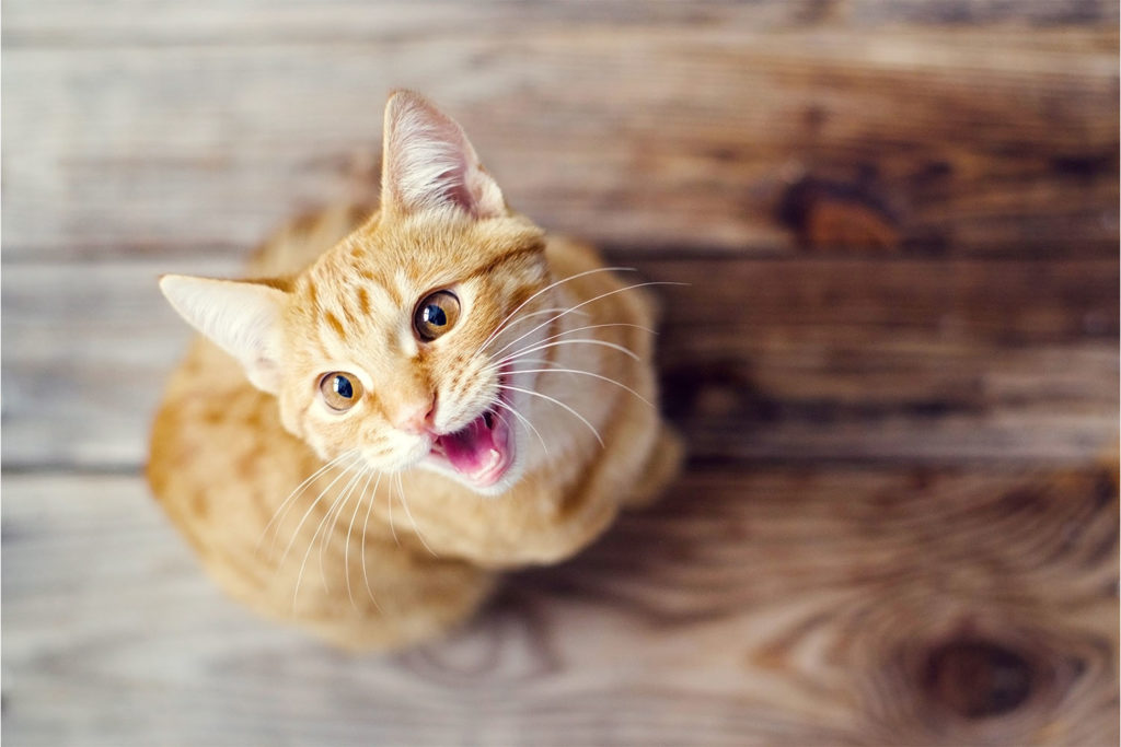 What Is Your Cat's Meow Trying To Tell You?