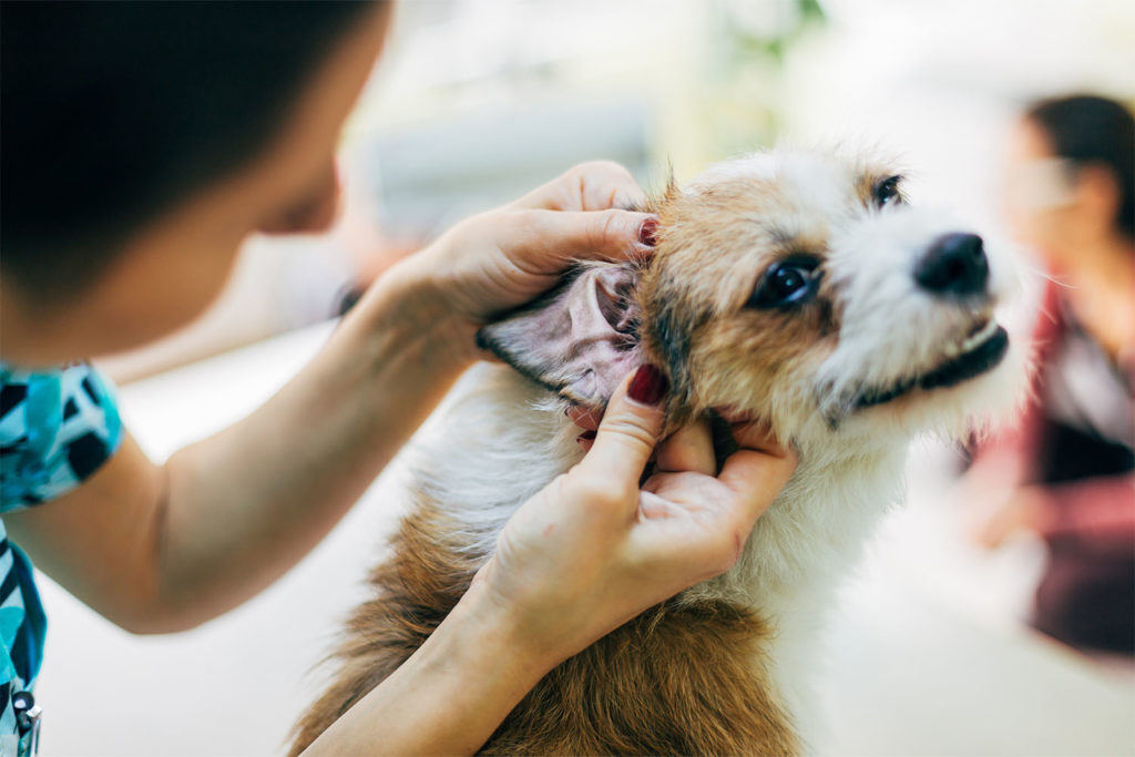 Your Guide to Ear Yeast Infection in Dogs