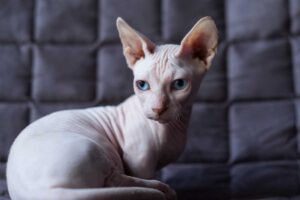 Feline breed profile: All about Bambino cats