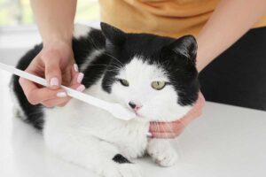 Cat teeth cleaning: How to support your cat’s dental health 