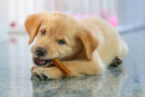Are dental chews good for dogs?