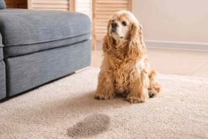 My dog keeps peeing in the house: Why and what to do