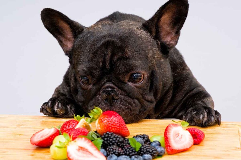 Dog eating blueberries