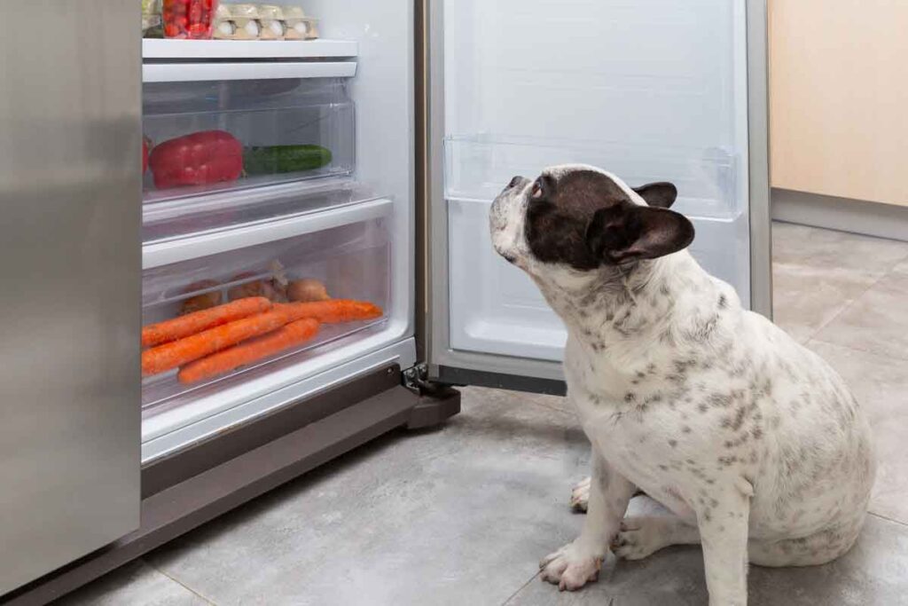 Dog looking at fridge