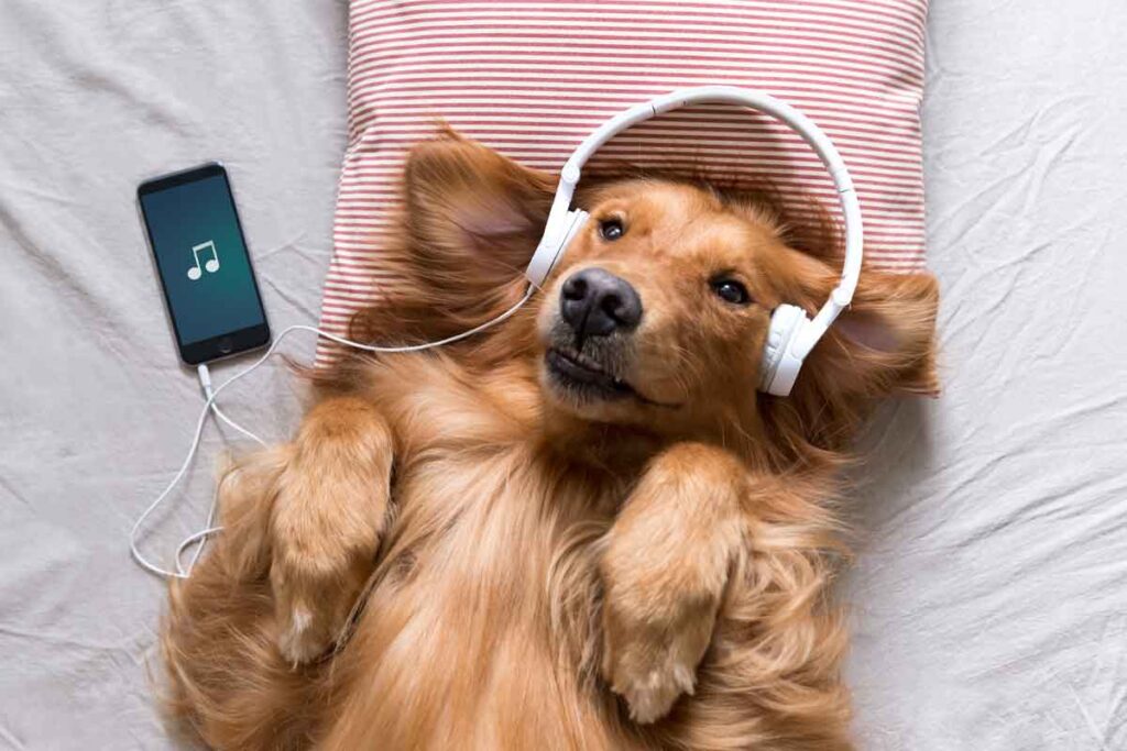 Dog listening to music