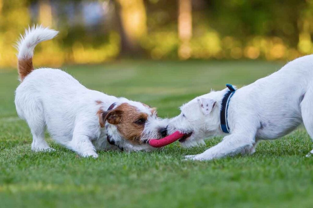 Dogs playing