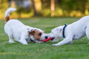 Playing or fighting? Guide to dog playing 