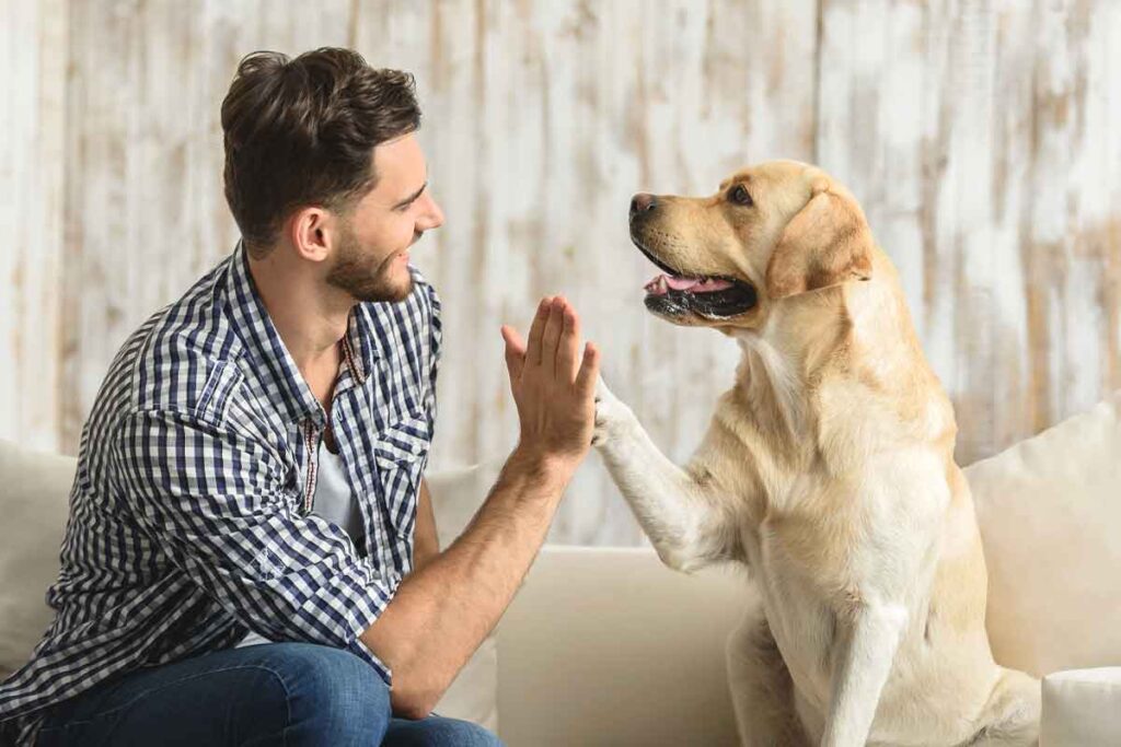 dog giving high five
