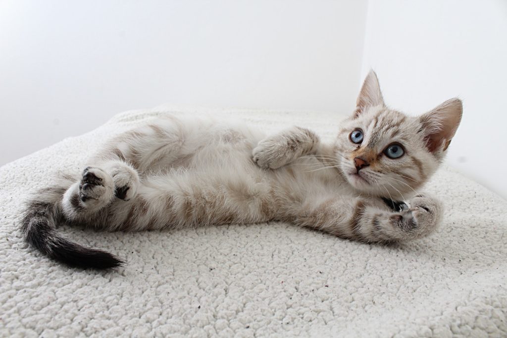 cat laying on back with blue eyes staring upwards