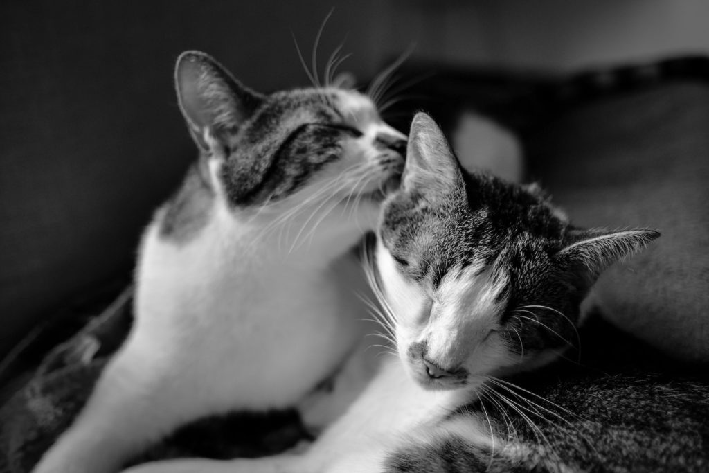 cats grooming each other