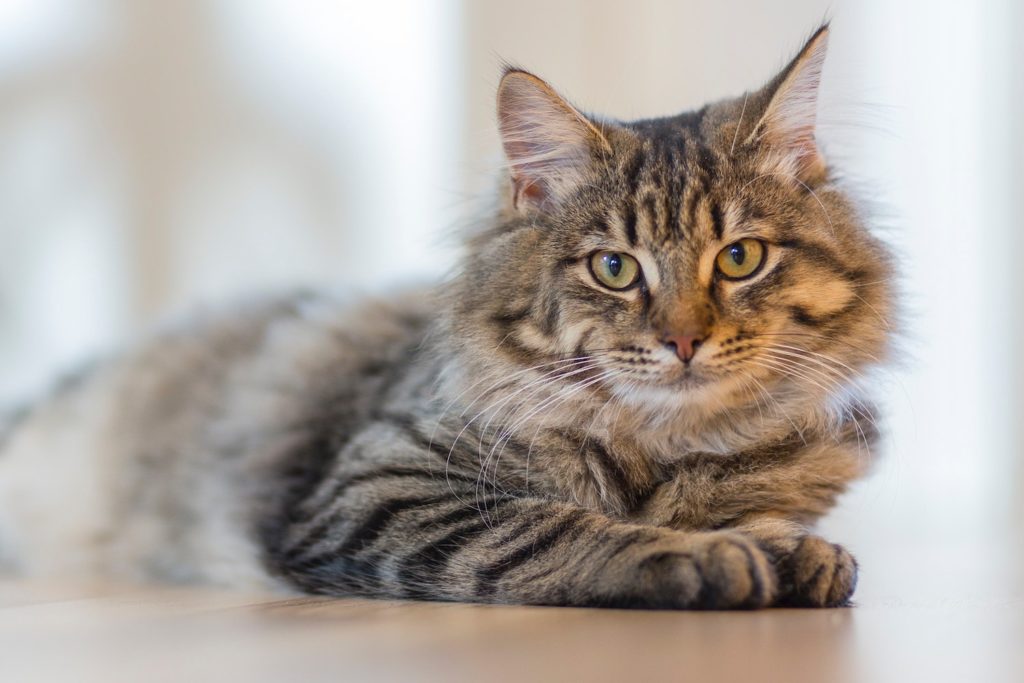 fluffy cat with yellow eyes and stripes