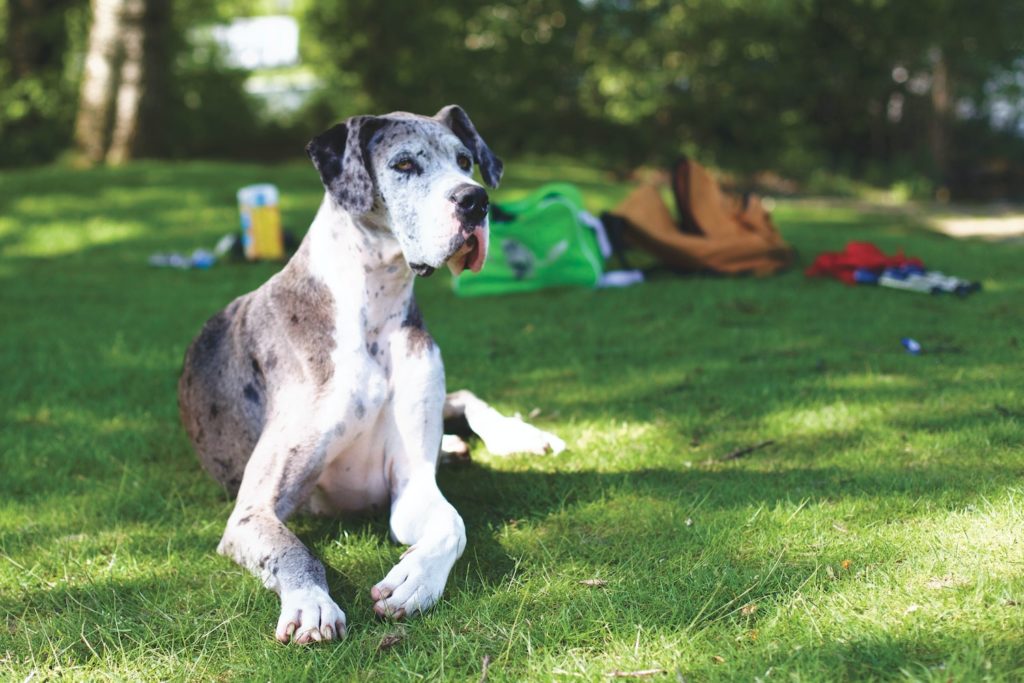 great dane lying on grass