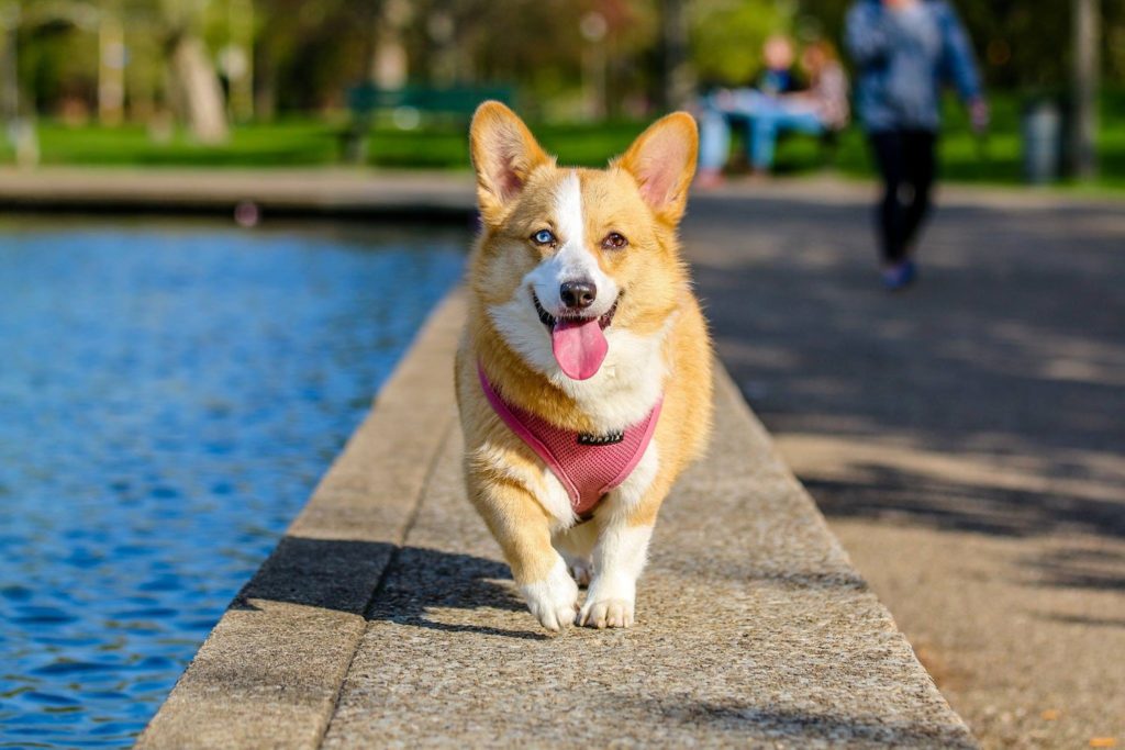 corgi walking on poolside