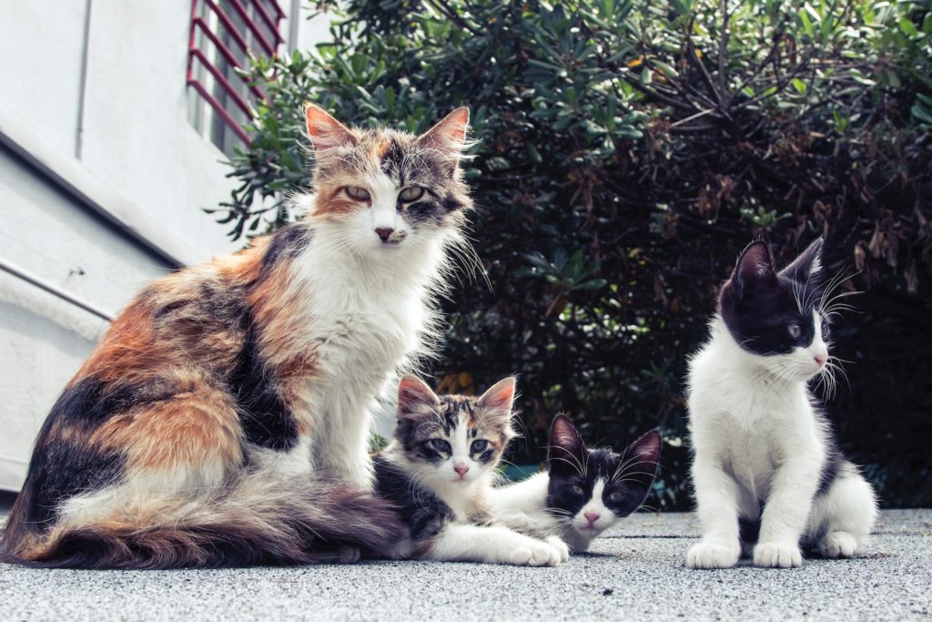 4 cats sitting on pavement