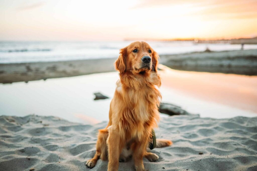 Beach dog