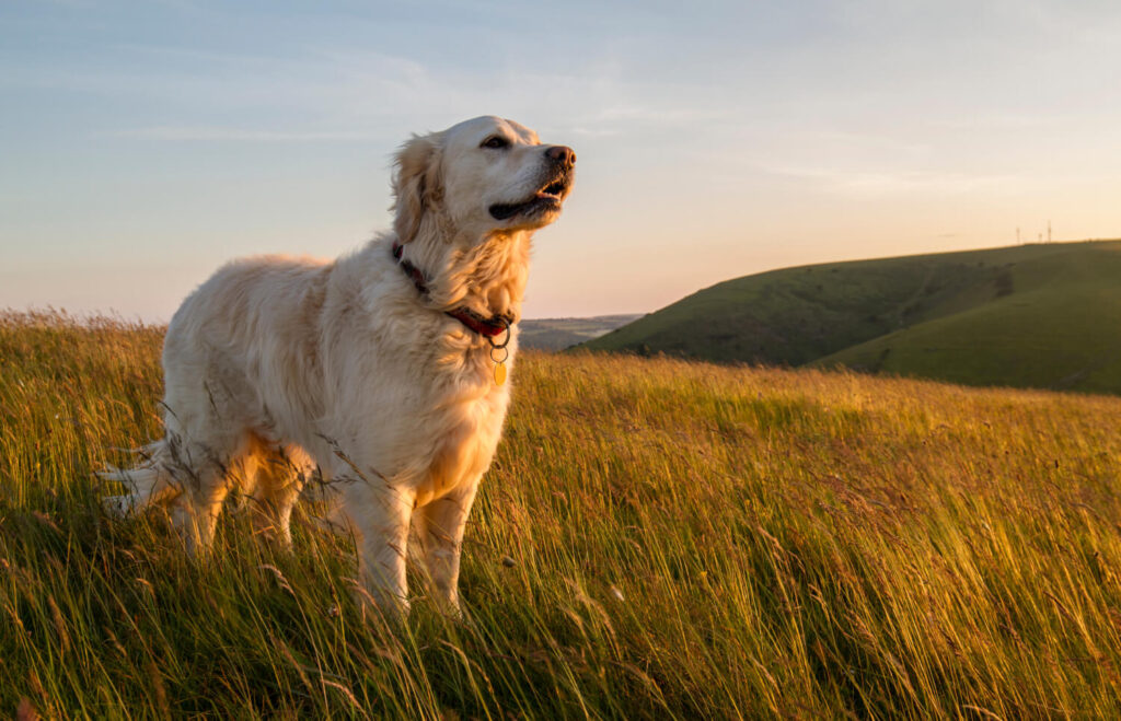 golden retriever in a wheat field staring off into the distance