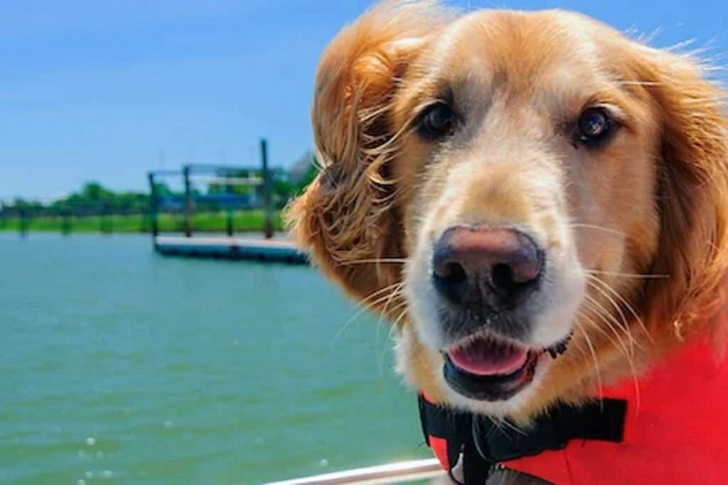 Dog on a boat