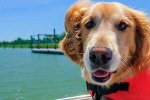 Complete guide to boat and water safety for dogs 