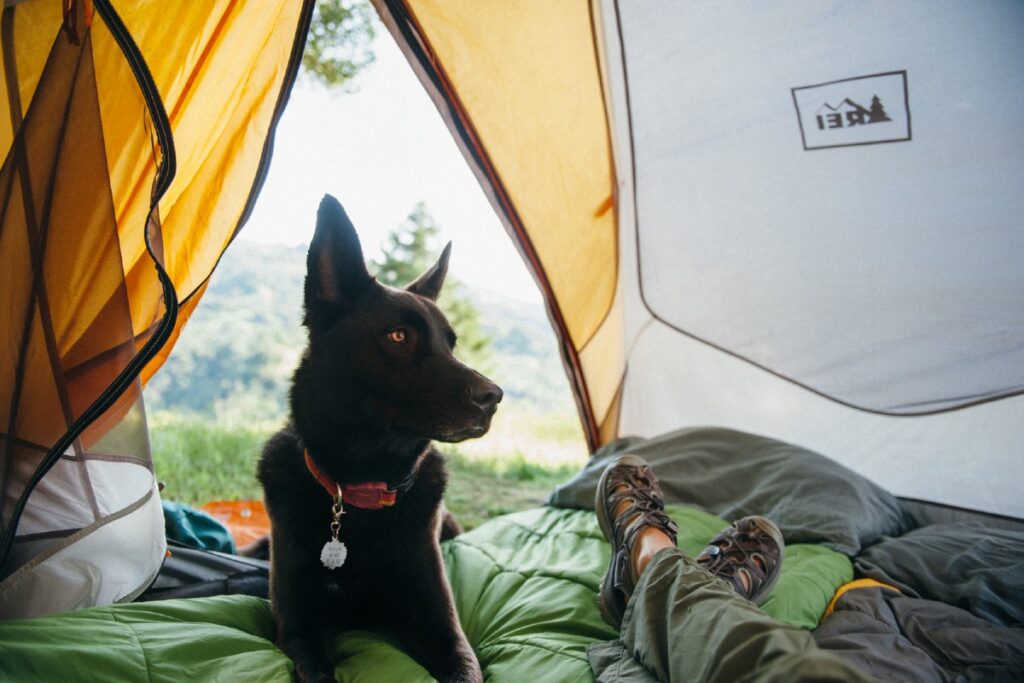 Camping dog in a tent