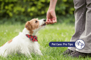 Is Catnip Bad for Dogs? What to Know
