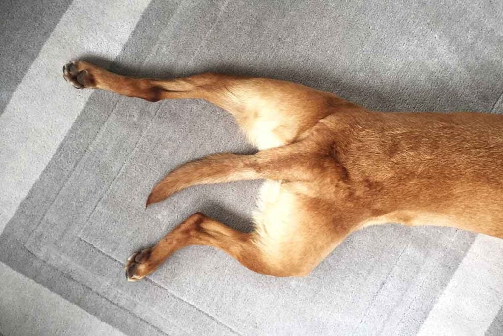 Dog splooting