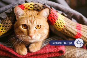 How Do I Know if My Cat’s in Pain?