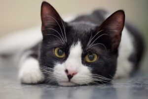 All about Feline Lower Urinary Tract Disease (FLUTD) 