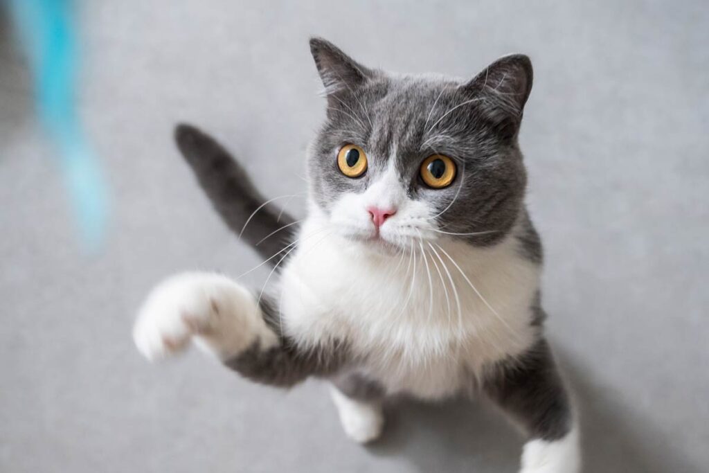 Cat knocks stuff over
