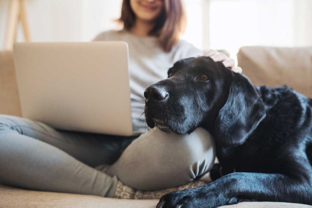 Dog with heart murmur cuddles in owners lap