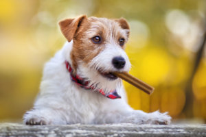 Are dental chews good for dogs?