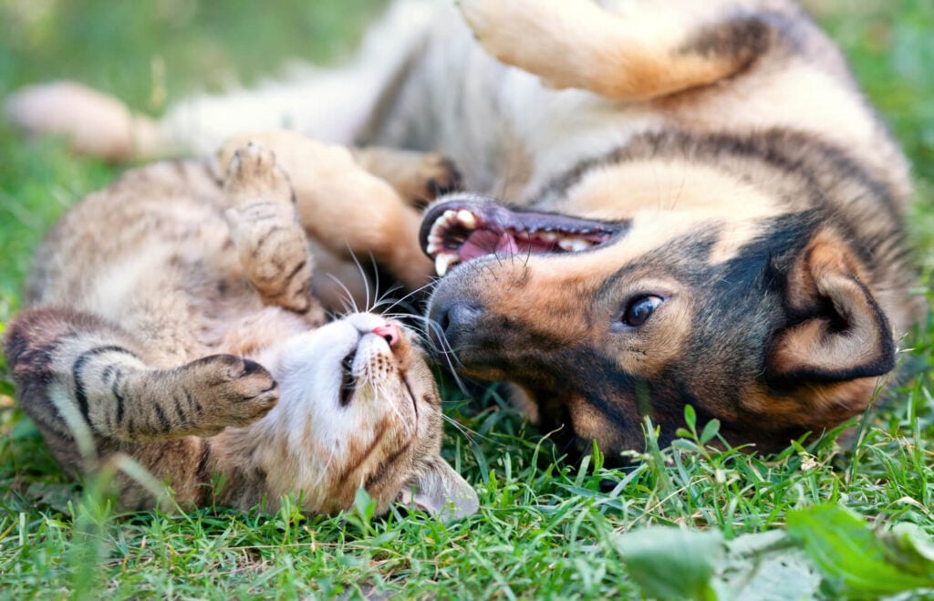 cat and dog laying in the grass together on their backs