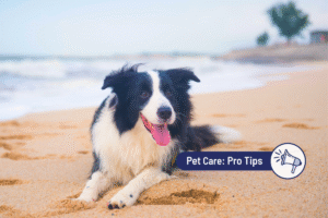 Bringing Your Dog to the Beach: Everything Pet Parents Need to Know 