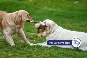 Playing or Fighting? Guide to Dog Playing 