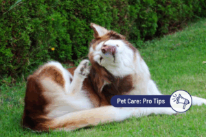 Dog Scratching but Doesn’t Have Fleas? What To Do