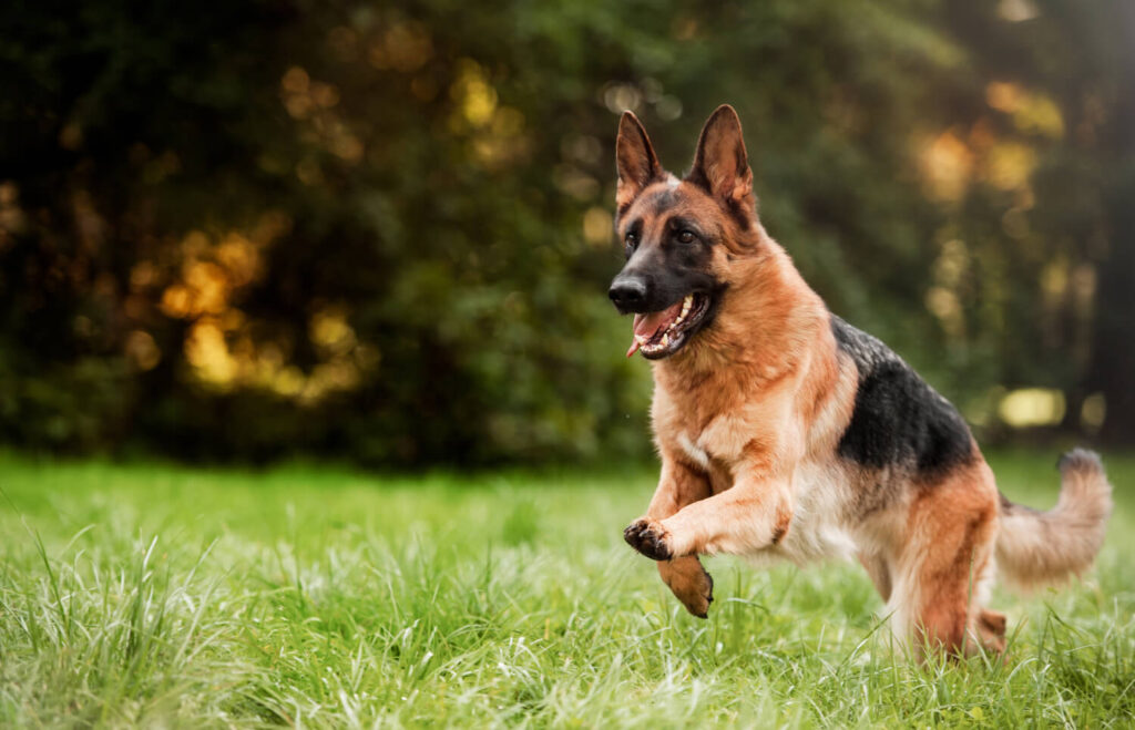 german shepherd running through a grass field